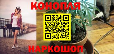 сатива Гатчина